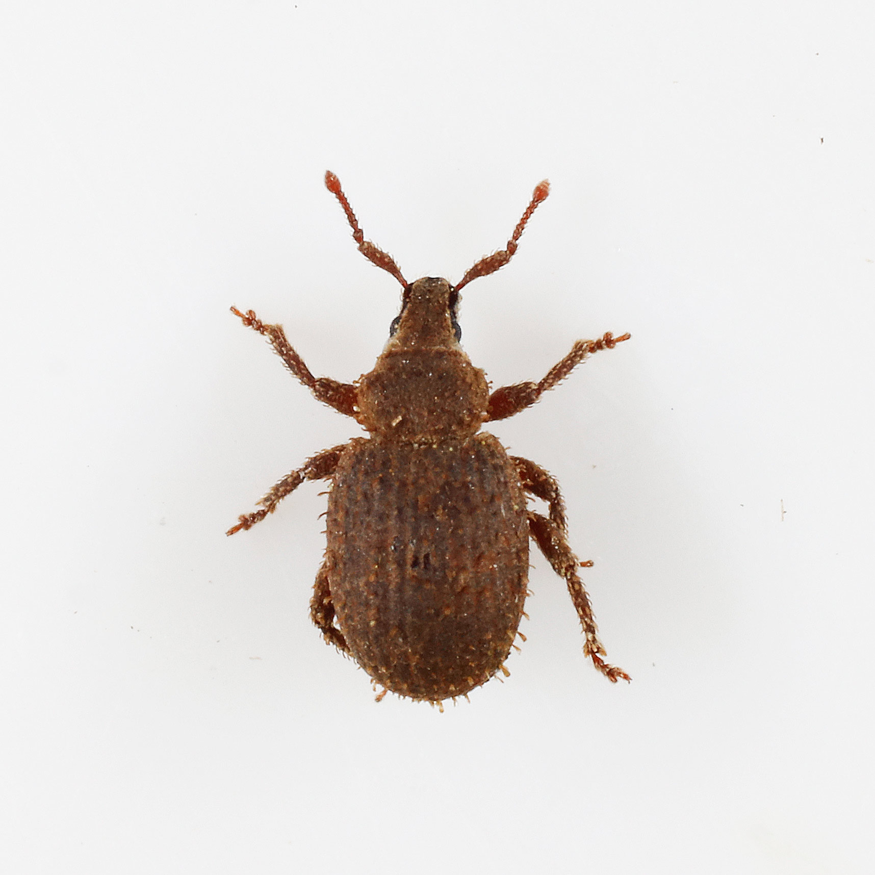 Curculionidae: Cathormiocerus aristatus